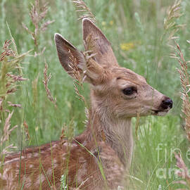 Fawn Among the Grass by Shirley Dutchkowski