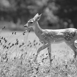 Fawn in Spring Black and White by Nikki Marie Smith