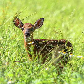 Fawn In Sunny Grass by Steven Sparks