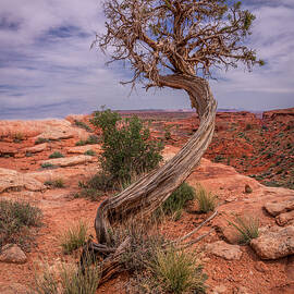 February 2020 Lone Tree by Alain Zarinelli