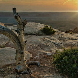February 2025 Lone Tree Sunset by Alain Zarinelli