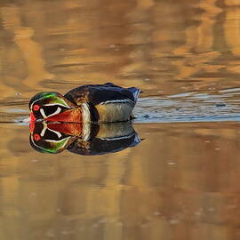 Feeding Drake Wood Duck by Dale Kauzlaric