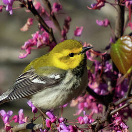Female Black-throated Green Warbler in Blooming Redbud by Cascade Colors