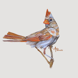 Female Cardinal Portrait I by Angeles M Pomata