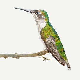 Female Hummingbird Portrait by Angeles M Pomata