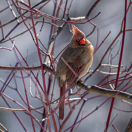 Female Northern Cardinal on Winter Branches Wildlife Photography in Natural Light by Jason Fink