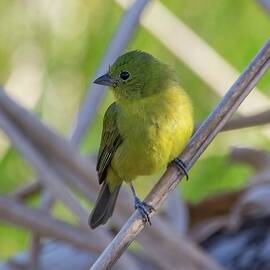 Female Painted Bunting by Rebecca Herranen