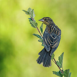 Female Redwinged Blackbird by Jean Noren