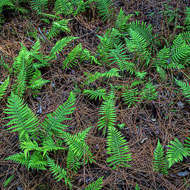 Ferns 2 by Cindy Robinson