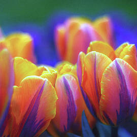 Festival of Color by Jessica Jenney