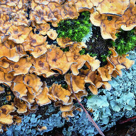Festive Fungus by Steven Nelson