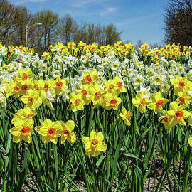 Field of Daffodils flowers by Louis Dallara