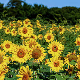 Field of Sunflowers by Louis Dallara