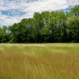Field of Tall Grass by Crystal Wightman