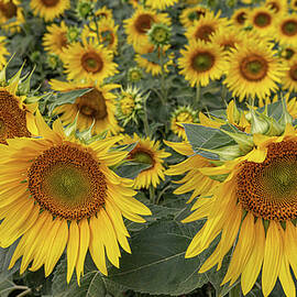Field of Vibrant Sunflowers by Shirley Mitchell