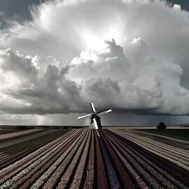 Fields Of Silence  by Sofie Conte