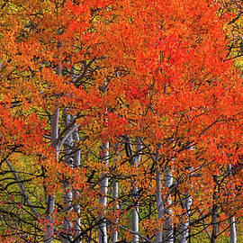 Fiery Aspens, Utah - Vertical by Abbie Warnock
