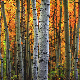 Fiery Forest, Utah by Abbie Warnock