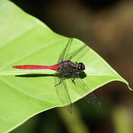 Fiery Skimmer Dragonfly by Richard Reeve