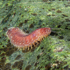 Fifteen-scaled worm by Brian Weber