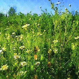Filed with daisy flowers under a blue sky - aquarelle effect by Nicko Prints