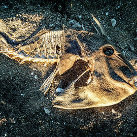 Finescale Triggerfish Skeleton by Kelley King