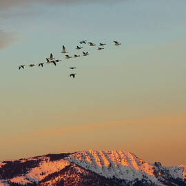 First Flight at First Light by Mike Lee
