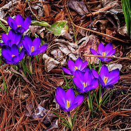 First signs of Spring by Louis Dallara