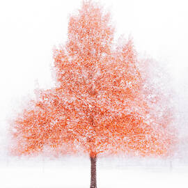 First Snow by Kevin Schwalbe