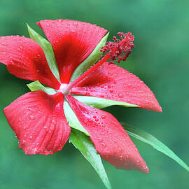 FL Native Hibiscus 1B by Sally Fuller