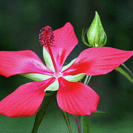 FL Native Hibiscus 3B by Sally Fuller