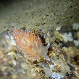 Flabellina verrucosa on the move by Brian Weber
