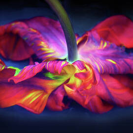 Flaming Tulip Rococo  by Jessica Jenney