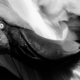 Flamingo 50A by Sally Fuller