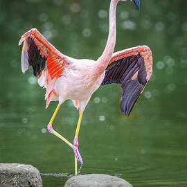 Posing Flamingo by Dave King