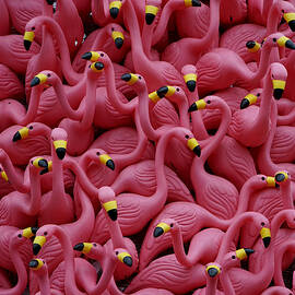 Flamingo flurry by Richard Reeve