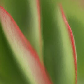 Flap Jacks by Dodie Ross