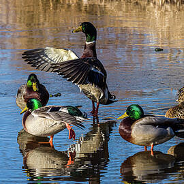 Flaping Our Wings - Mallard Ducks by Louis Dallara