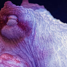Flash - Giant Pacific Octopus by KJ Swan
