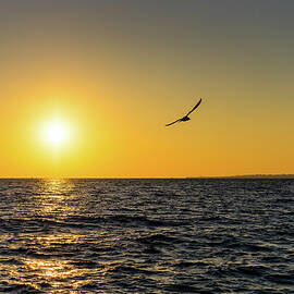 Flight at Sundown by Rich Kovach