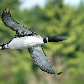 Flight of the Loon by James Overesch