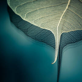 Float by Maggie Terlecki