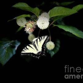 Floating Butterfly  by Catherine Wilson