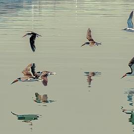 Flock of Black Skimmers Over Water by Bruce Block