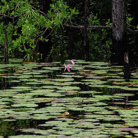 flooded creek pond 001 by Flees Photos
