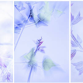 Flora-69D-92C-161C-C by Sally Fuller