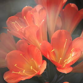 Floral Beauty  by Mary Lee Dereske