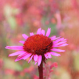 Flower 25A by Sally Fuller
