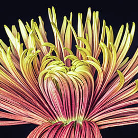 Flower Fan by Elvira Peretsman