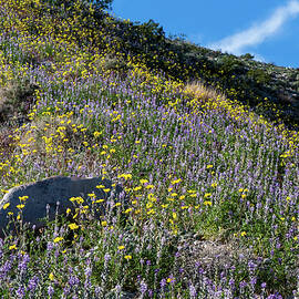 Flower Hill by Matt Halvorson
